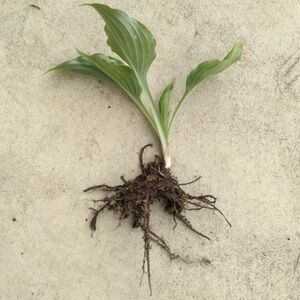 5 Hosta Plants (Sieboldiana Elegans) Solid Green Healthy Rooted Baby Hosta Plant